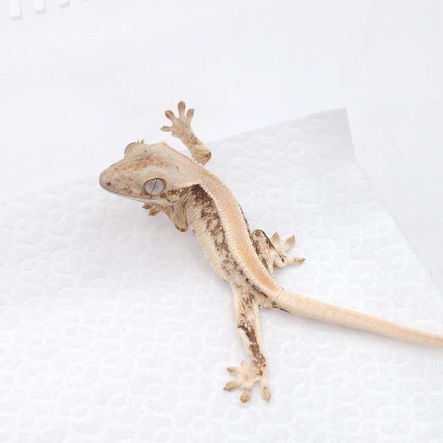 릴리화이트 솔리드백