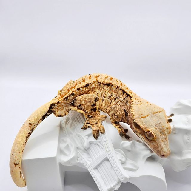 노멀 트라이 익스트림할리퀸 화이트스팟