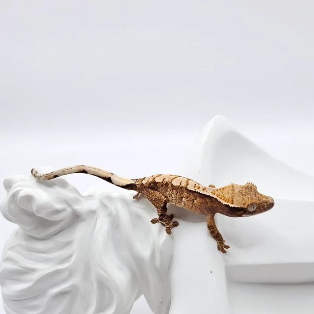 노멀 트라이 익스트림할리퀸 화이트스팟