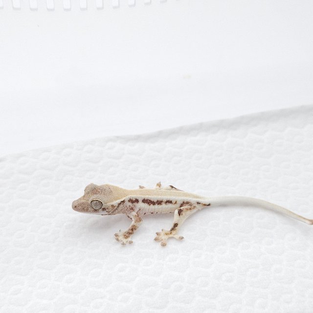 프라푸치노 솔리드백