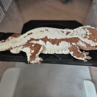 프라푸치노 레드