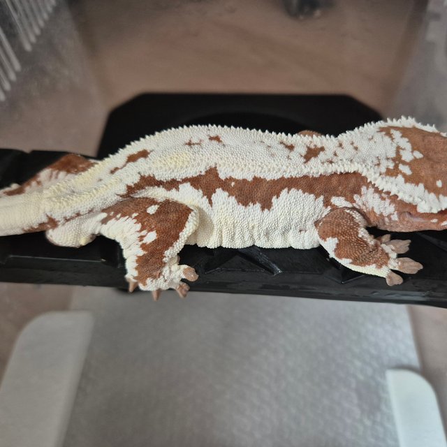 프라푸치노 레드