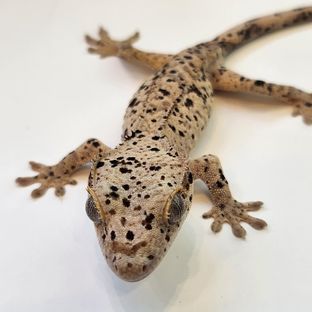 슈퍼달마시안