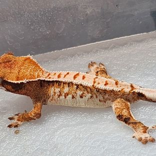 트라이