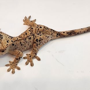 슈퍼달마시안