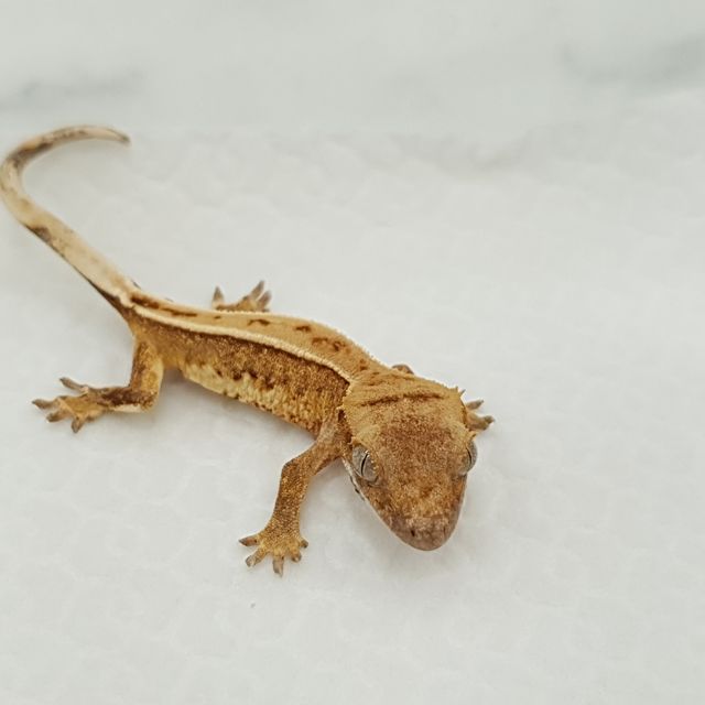 크림 옐로우 크림시클 쿼드 풀핀
