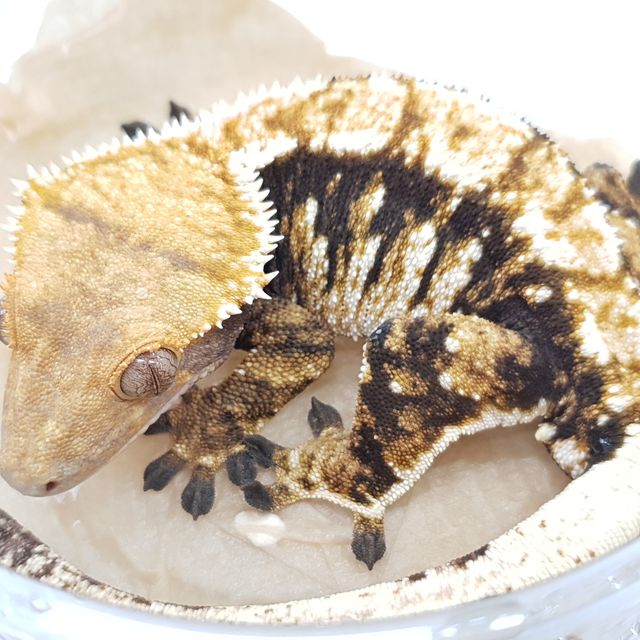 트라이 화이트핀 바브
