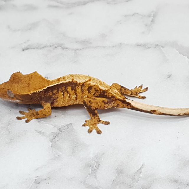 트라이