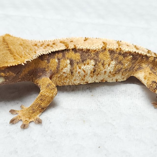 트라이