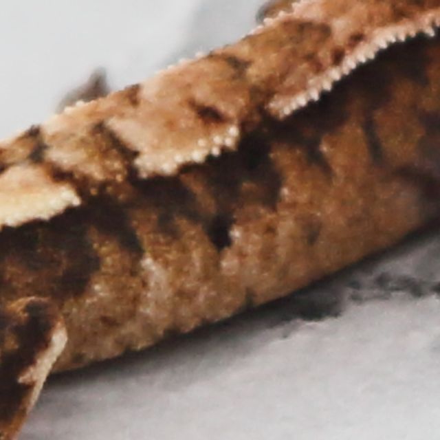 세이블