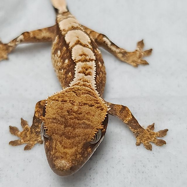 트라이