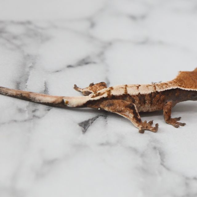 세이블