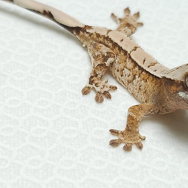 트라이