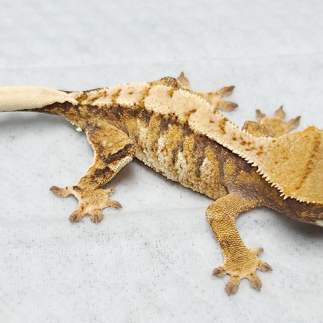 트라이
