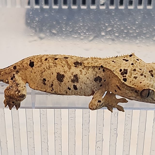 슈퍼달마시안