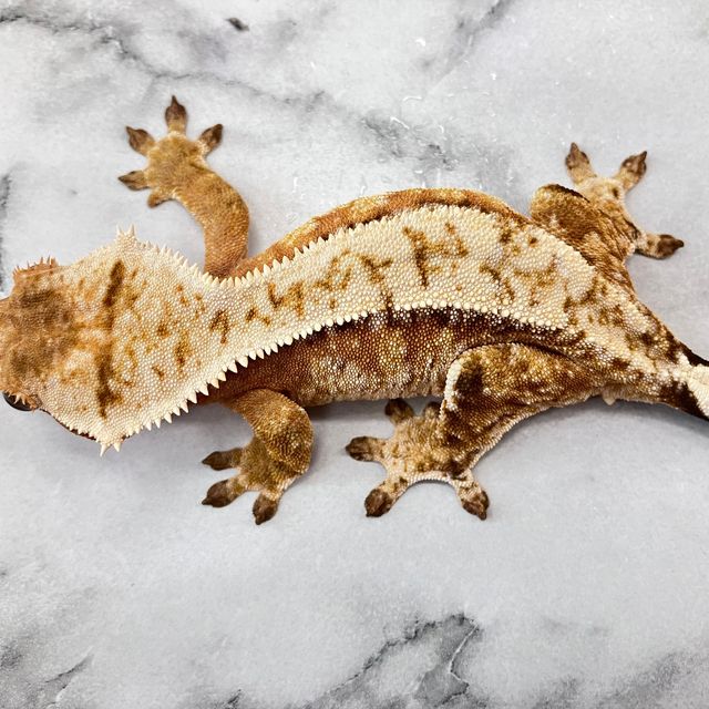 크림시클 옐로우 크림