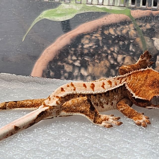 트라이