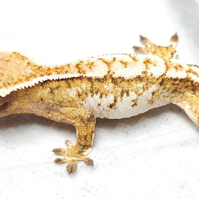 트라이