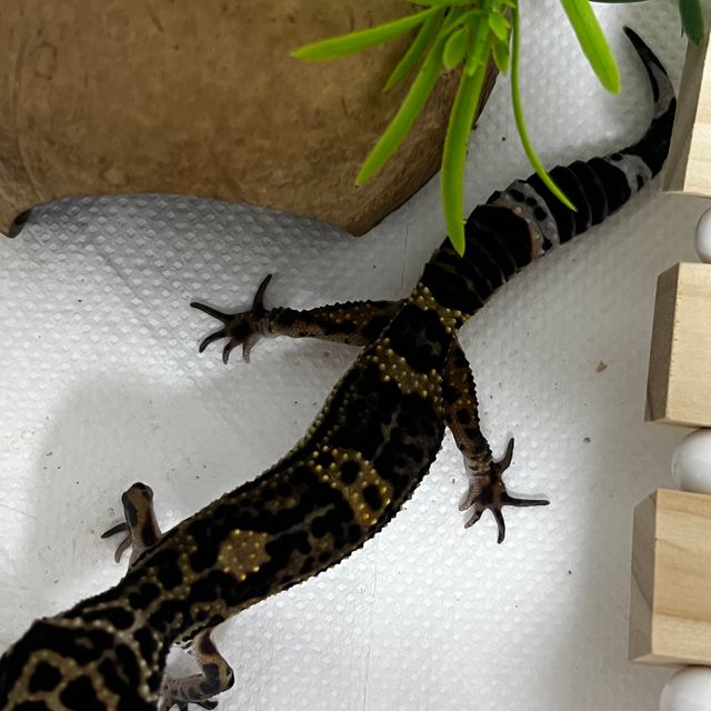 블랙나이트 스노우
