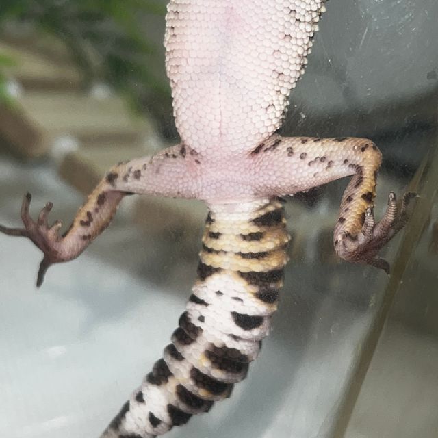 블랙나이트 스노우