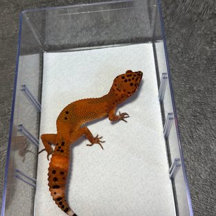 인페르노 만다린