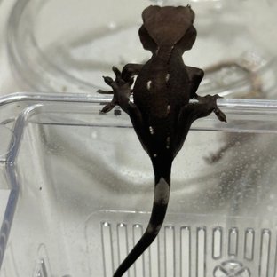 아잔틱