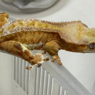 릴리화이트 팬텀 옐로우