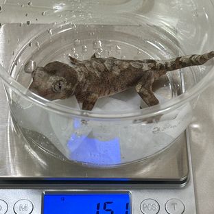 화이트카라