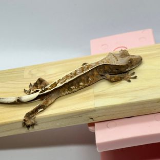 카푸치노