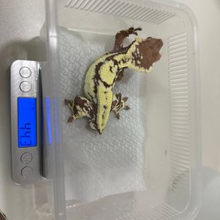 프라푸치노