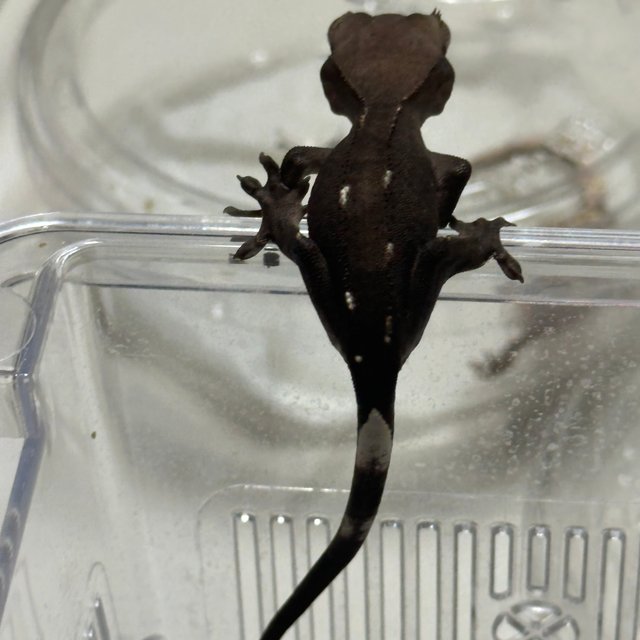 아잔틱