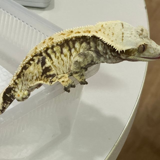 노멀 트라이 익스트림할리퀸