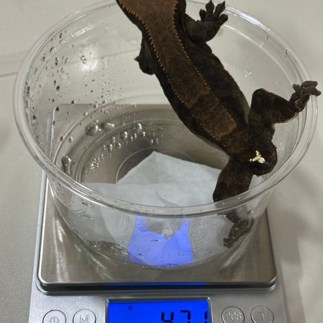 카푸치노 패턴리스 챠콜