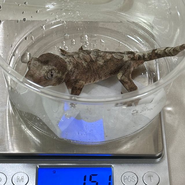 화이트카라