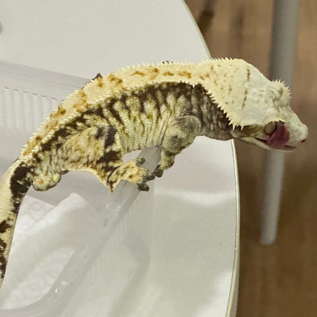 노멀 트라이 익스트림할리퀸