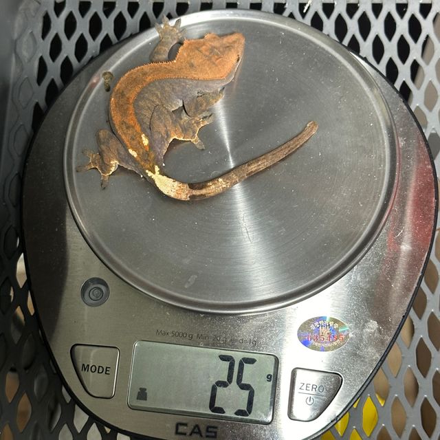카푸치노
