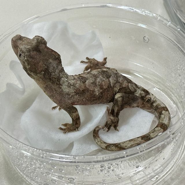 화이트카라
