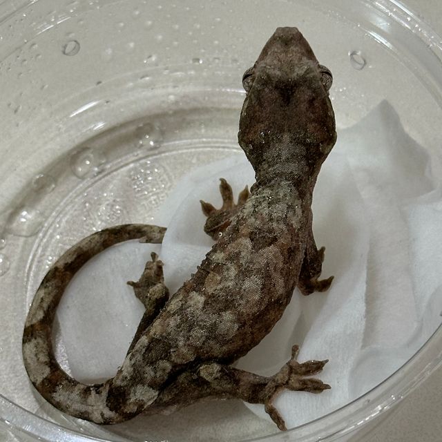 화이트카라