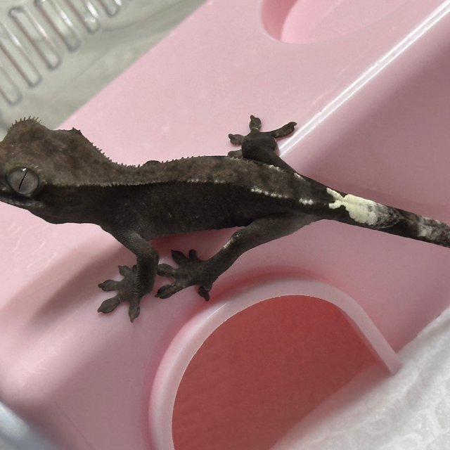 아잔틱