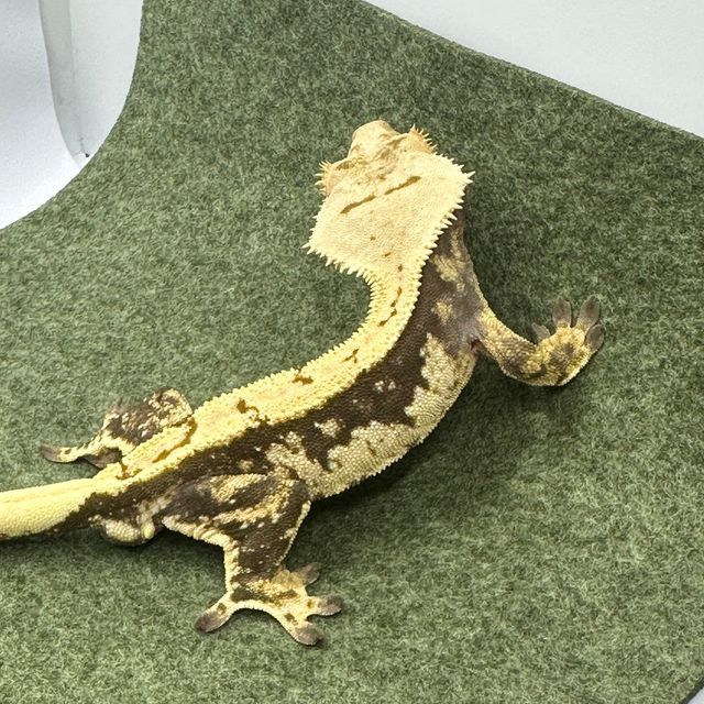 100%헷아잔틱