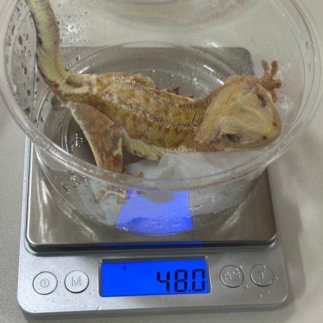 릴리화이트 팬텀 옐로우