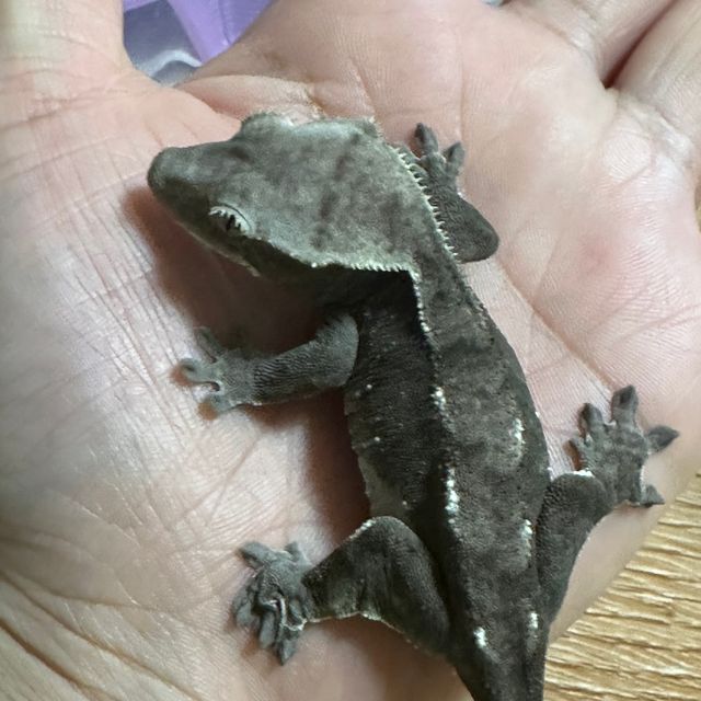 아잔틱