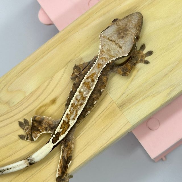 카푸치노