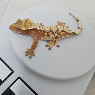 노멀
