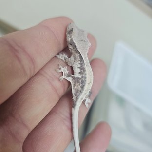 릴리 세이블