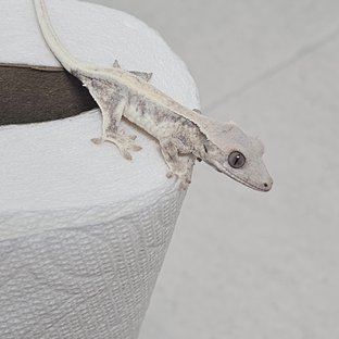 릴리 세이블