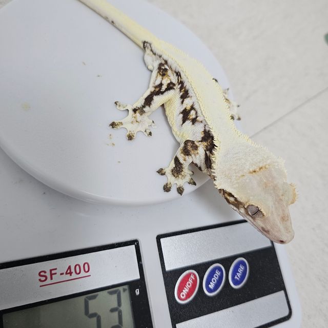 릴리화이트 솔리드백