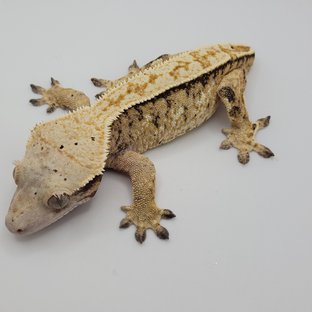 노멀 트라이 익스트림할리퀸