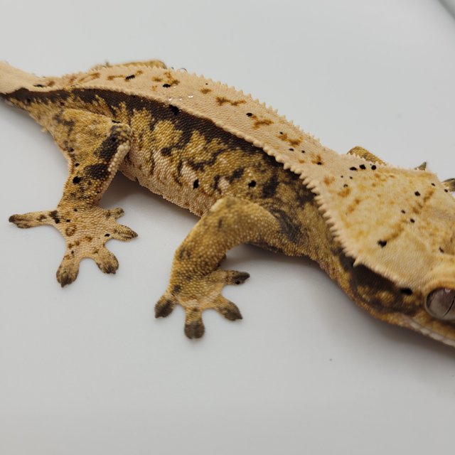 노멀 트라이 익스트림할리퀸 젠젝스