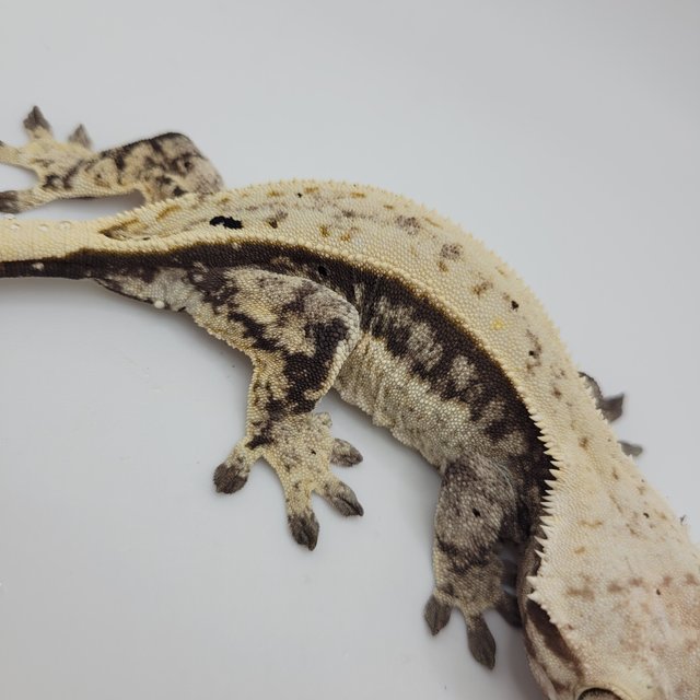 노멀 풀핀 쿼드